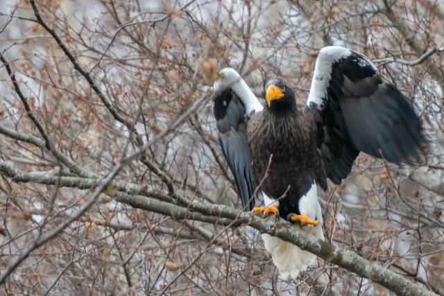 Steller's Sea Eagle on Hokkaido