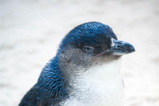 Zwergpinguin - mit freundlicher Genehmigung des Kölner Zoos