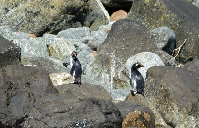 Dickschnabelpinguine auf der Südinsel von Neuseeland