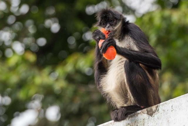 Geoffroy spider monkey on the island of Mono Arana in Lake Catemaco