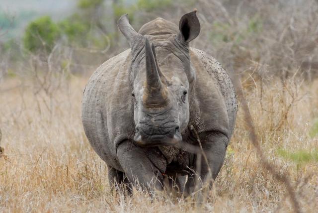 White rhinoceros