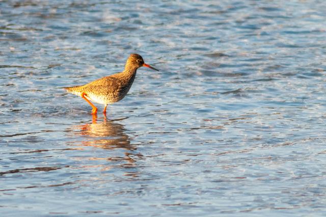 Redshank in Lofoten