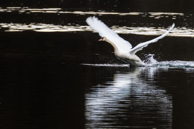 Camera puller of the starting swan