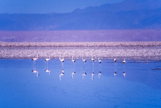 Andean flamingos in the Salar de Atacama