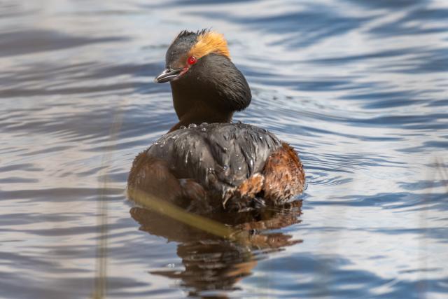 Ohrentaucher (Podiceps auritus) im Naturschutzgebiet Ålsjön