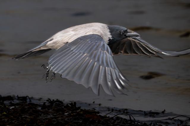 Nebelkrähe im abendlichen Flug entlang der Ostseeküste