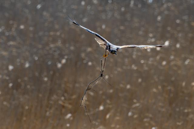 Rohrweihe mit Baumaterialien im Flug