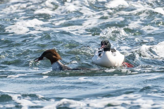 Gänsesäger (Mergus merganser) auf Bornholm