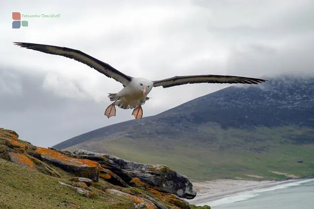 1st place Lumix digital photos 2006: Black-browed albatross over Saunders, one of the Falkland Islands