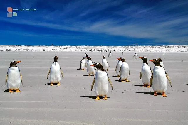 Gentoo penguins at Volunteer Point, Eastern Falkland