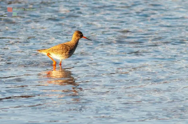 Redshank in Lofoten