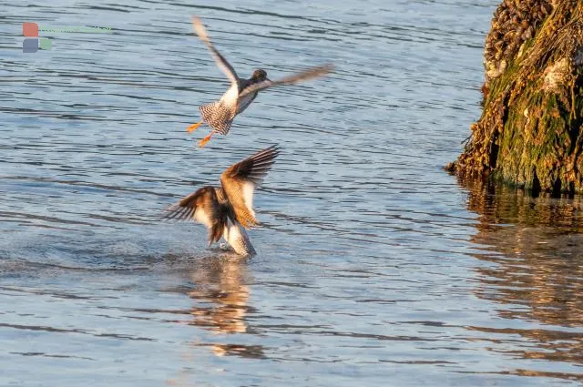 The Dance of the Redshanks