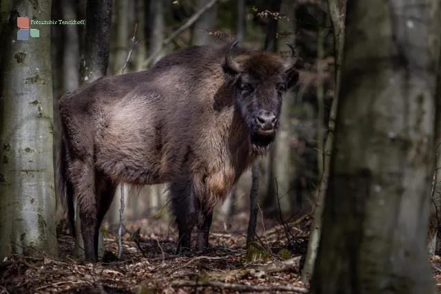 Wisent auf Bornholm