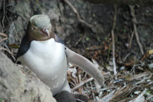 Gelbaugenpinguine in Omaru, Neuseeland