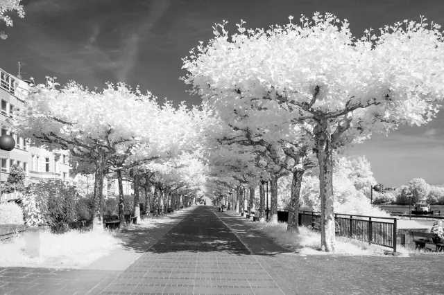 Allee am Rhein in Mainz