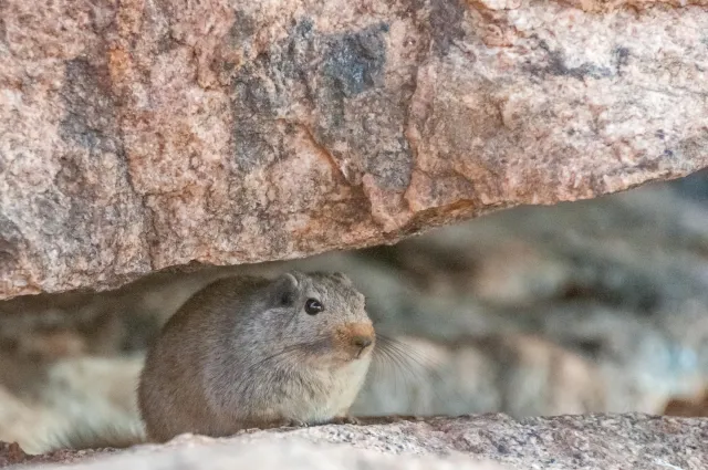 The house mouse of the eagle's nest