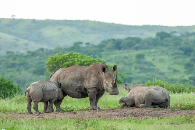 Breitmaulnashörner in Südafrika