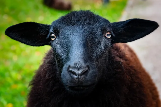 Sheep at Wiligrad Castle