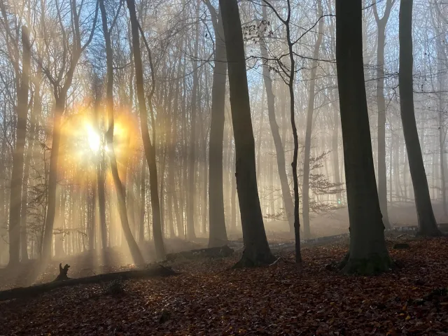 Sun and fog in the beech forest