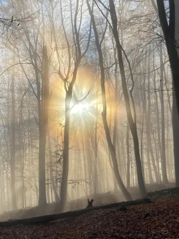 Sun and fog in the beech forest