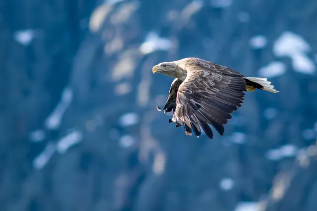 Seeadler auf den Lofoten