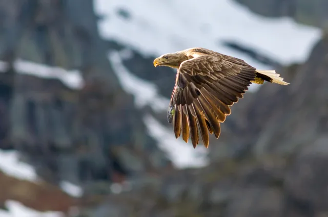 Seeadler auf den Lofoten