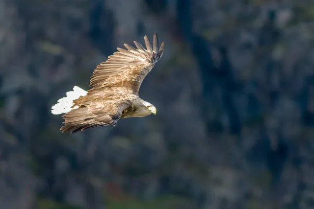 Seeadler auf den Lofoten