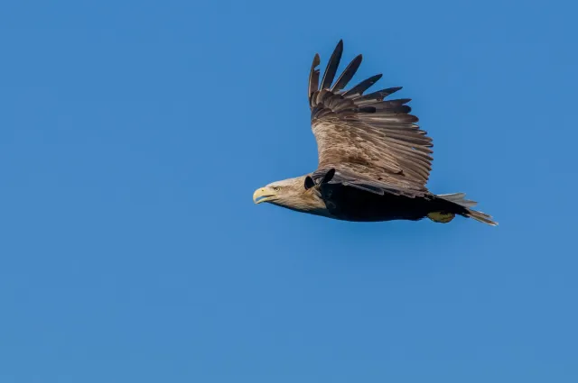 Seeadler auf den Lofoten