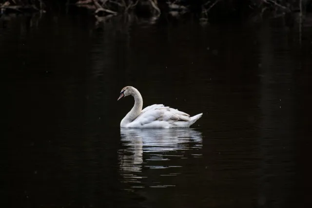 Mute swan