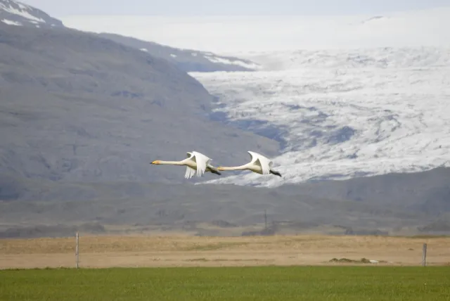 Whooper swans in Iceland