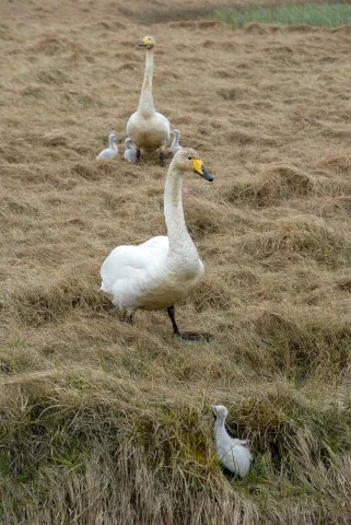 Singschwäne auf Island