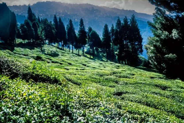 On a visit to a tea plantation