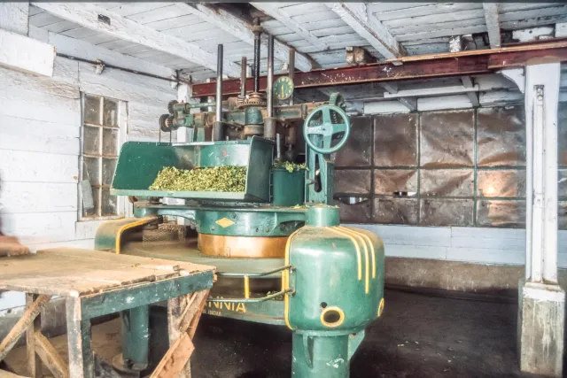 Production of Darjeeling Tees