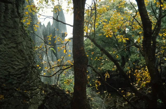 Fairytale forest Shilin