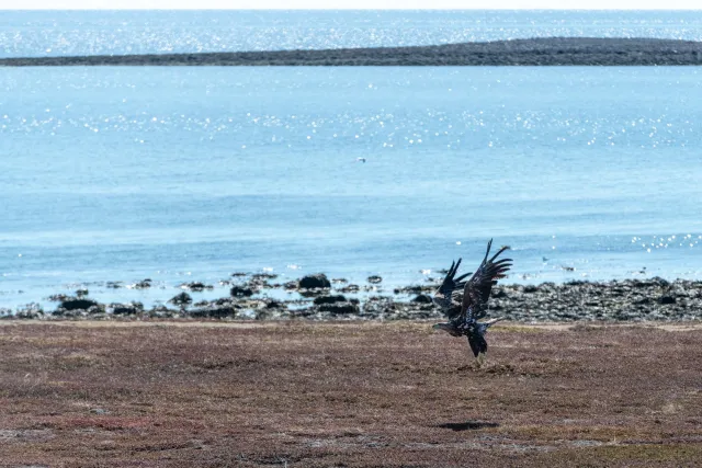 Seeadler jagen an der Straße von Vadsø nach Ekkerøy