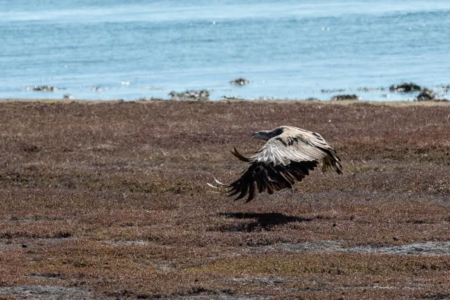 Seeadler jagen an der Straße von Vadsø nach Ekkerøy