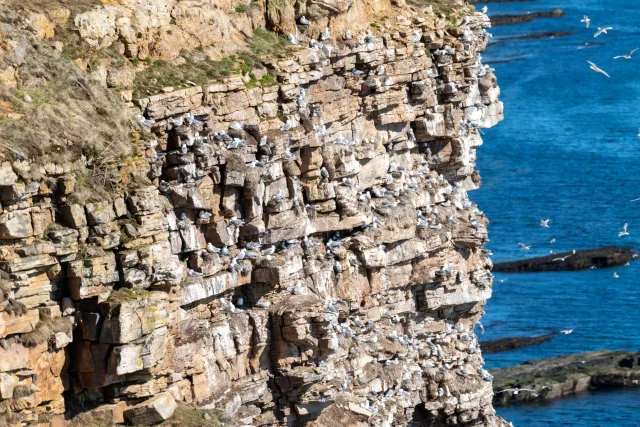 Kittiwake nesting sites in Ekkerøy Bird Sanctuary