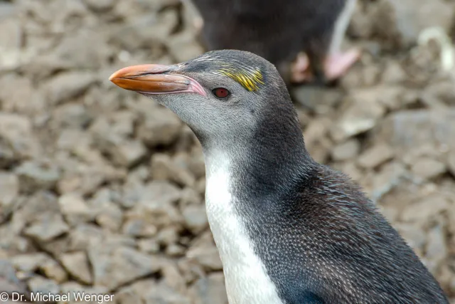 Royal penguins on Macquarie Island 