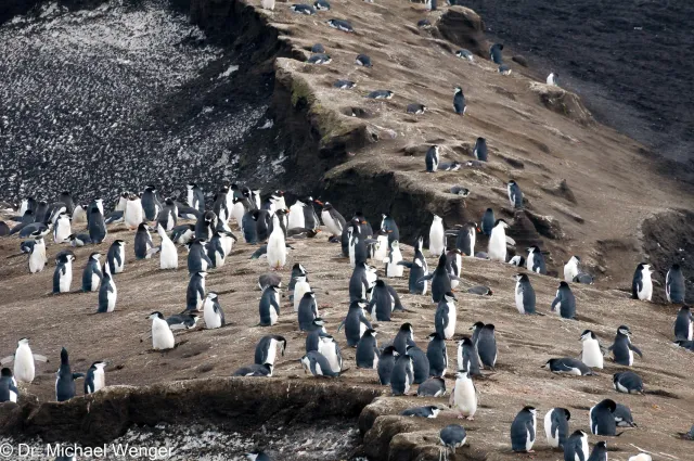 Chinstrap penguins in Antarctica