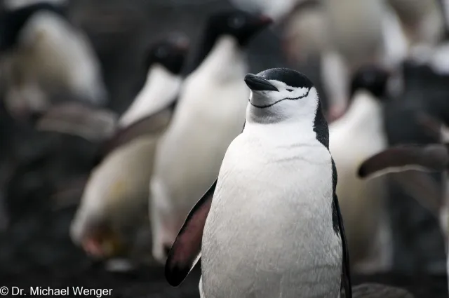 Chinstrap penguins in Antarctica