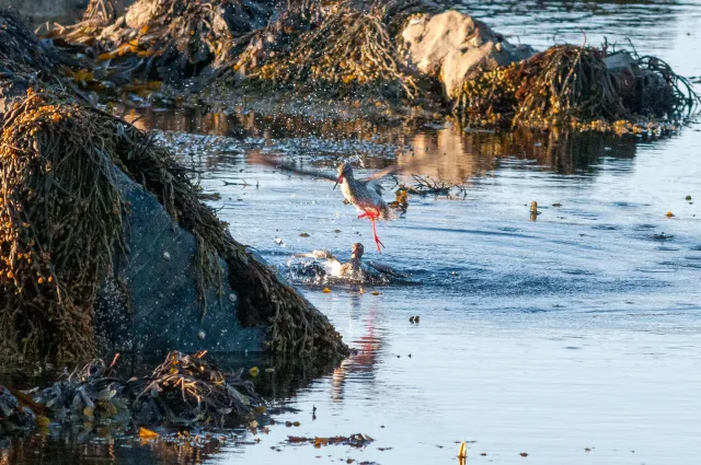 The Dance of the Redshanks