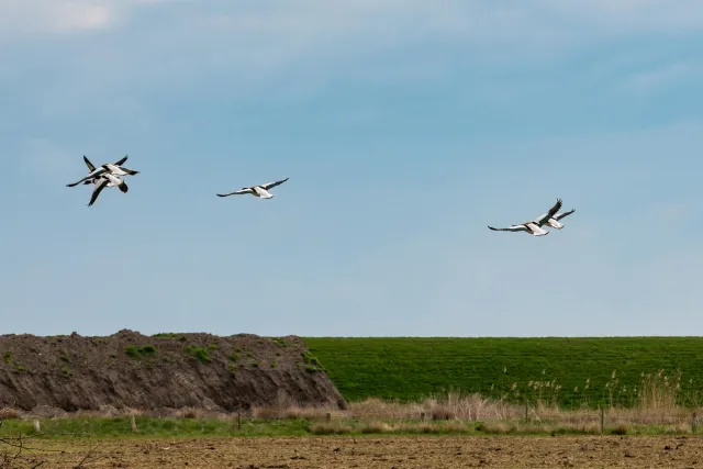 Brandgänse auf Neuwerk, der Insel vor der Elbmündung im Nationalpark Hamburgisches Wattenmeer