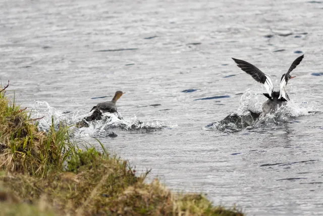 Mittelsäger (Mergus serrator) auf Island am Myvatn, dem Mückensee