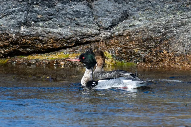 Red-breasted merganser (Mergus serrator) on Bornholm