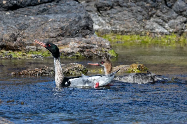 Red-breasted merganser (Mergus serrator) on Bornholm