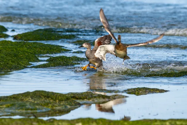 Gadwall ducks on the Baltic coast of Bornholm