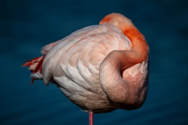 Sleeping greater flamingos