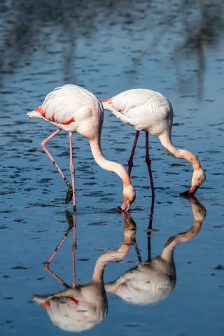 Speisende Flamingos