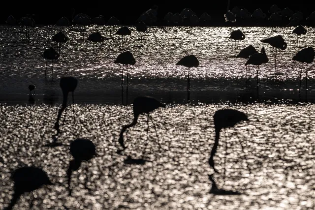 Silhouettes of greater flamingos