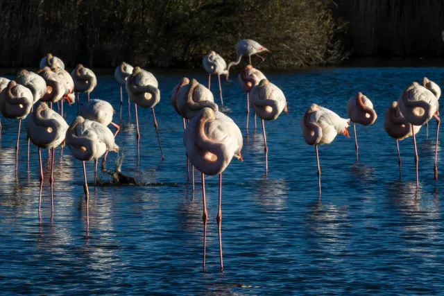 Greater flamingos in alien mode